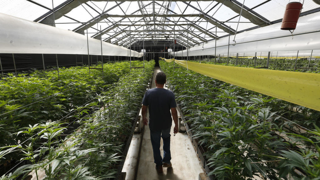 cannabis produzione in serra